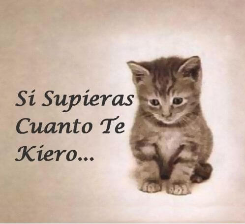 imagen gatito supieras cuanto te quiero