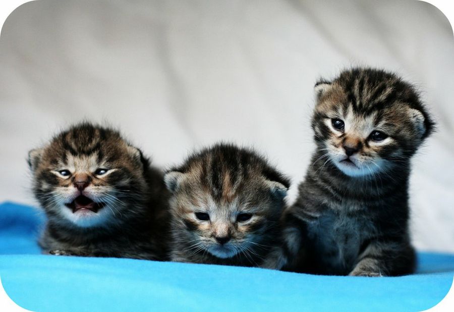 imagenes de 3 gatitos especial para hace meme