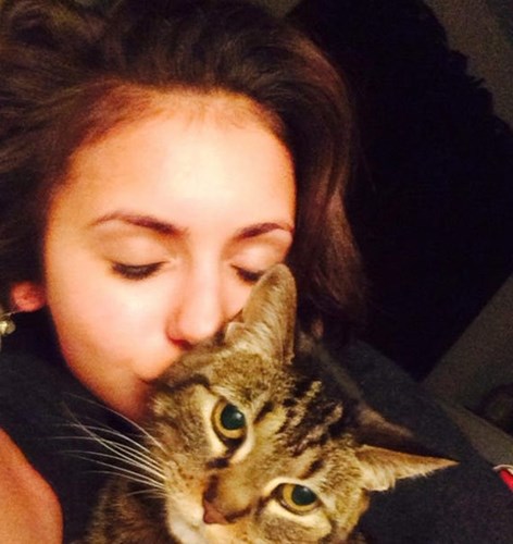 amor a los gatos