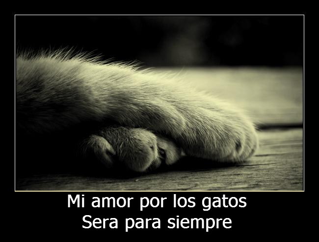 desmotivaciones gatos