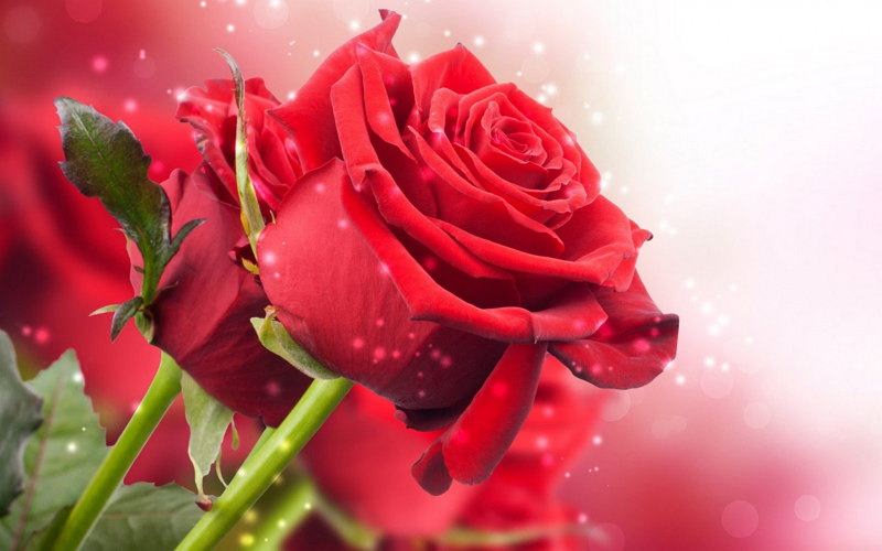 foto de una rosa