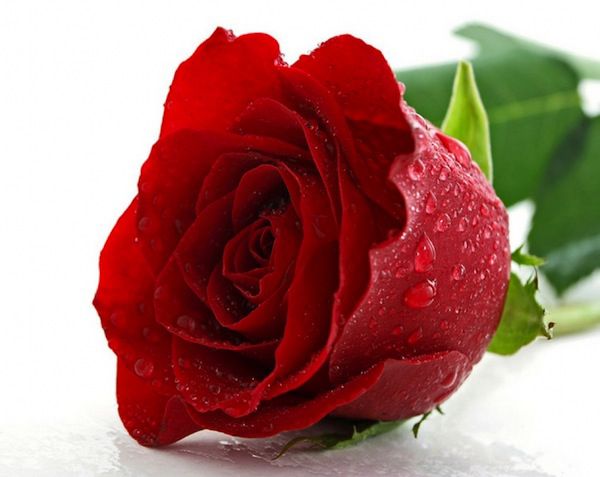 fotos de rosas