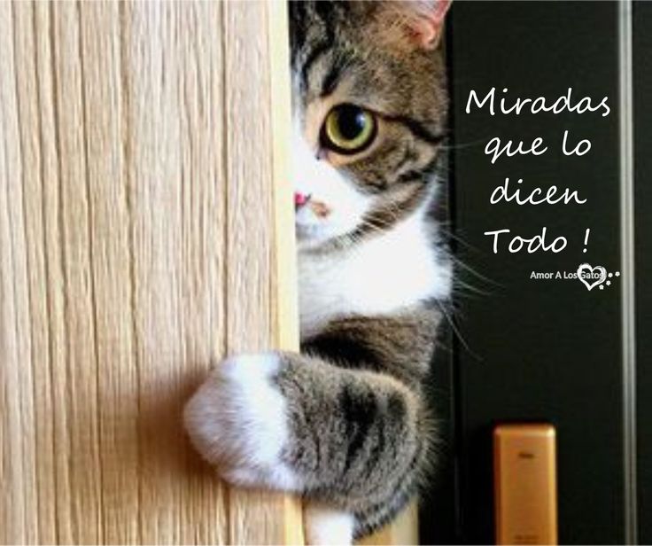 imagen de un gato bonito con frase