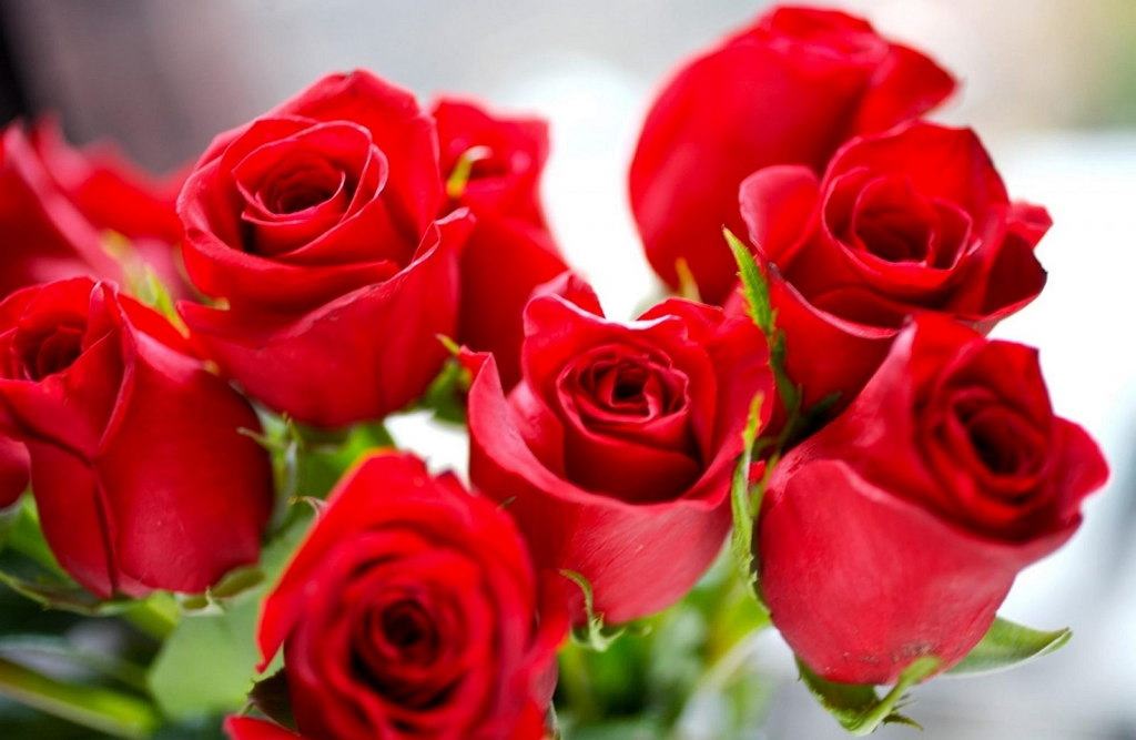 rosas fotos