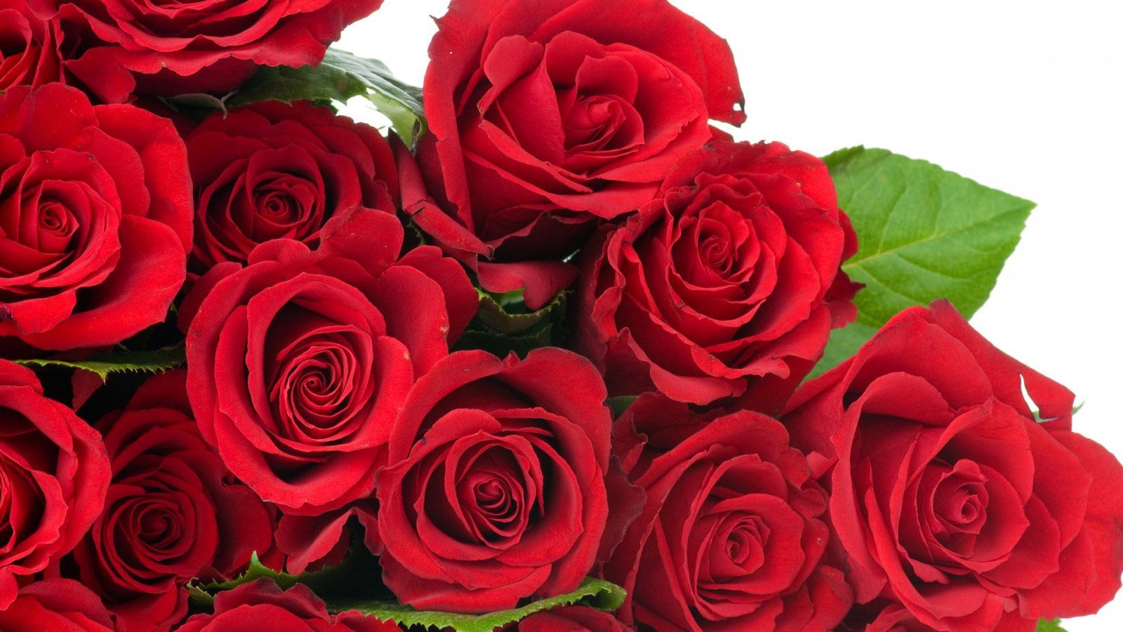 rosas imagen