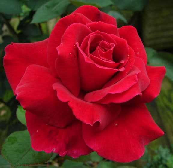 rosas para dedicar
