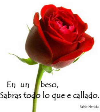 rosas y frases
