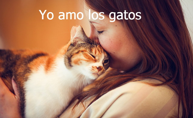 yo amo los gatos