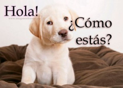 Hola como estas con un perro