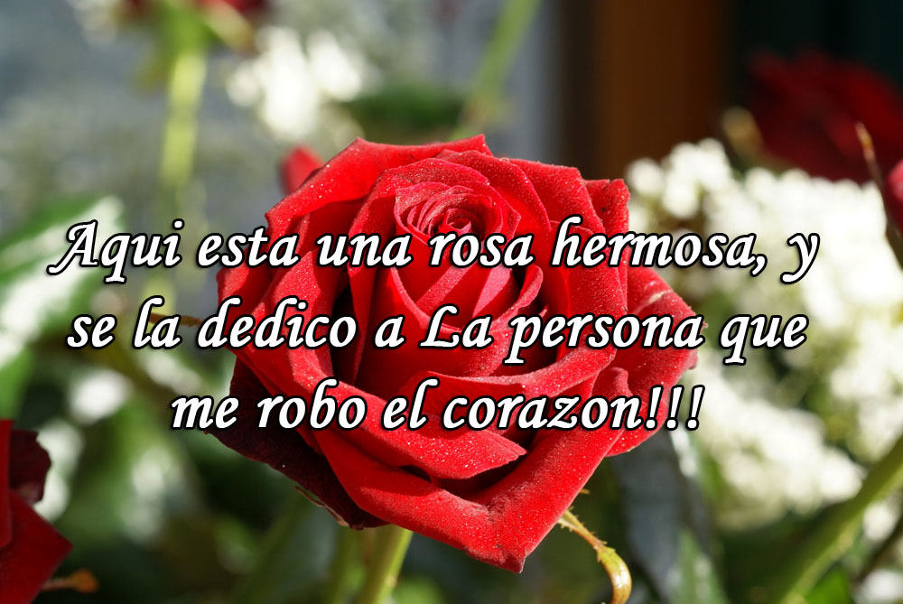 Imagenes con rosas con quien me casare