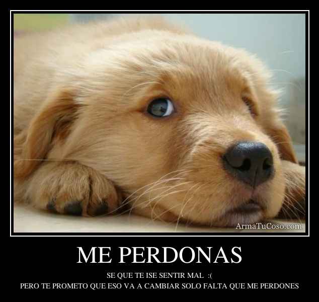 Me perdonas desmotivacion con un perrito